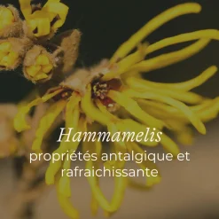 Soins & Beauté|Vêtements*Lansinoh Pads Fraîcheur Post-partum de